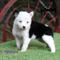 Patience AKC TX transport available, a female Yakutian Laika for sale in Rockwall, TX – 1 of 2