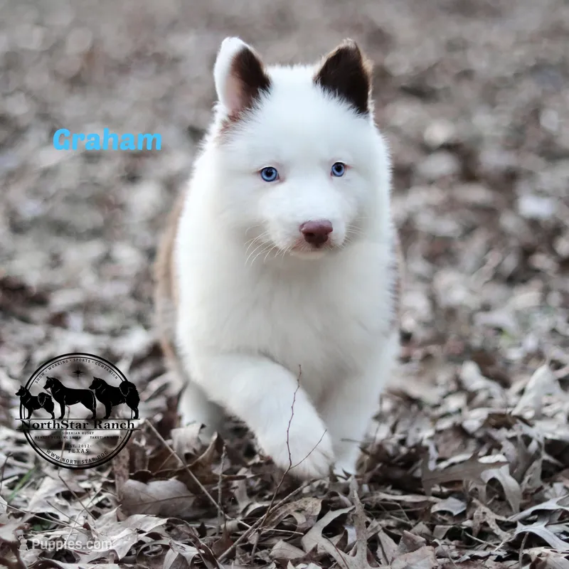 Graham AKC s, a male Yakutian Laika for sale in Rockwall, TX – Photo 1 of 2