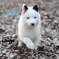 Graham AKC s, a male Yakutian Laika for sale in Rockwall, TX – Photo 1 of 2
