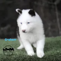 Graham AKC s, a male Yakutian Laika for sale in Rockwall, TX – Photo 2 of 2