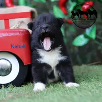 Kobalt - Nenets Laika, a male Yakutian Laika for sale in Rockwall, TX – 7 of 8