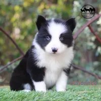 Sundance AKC TX delivery avail, a male Yakutian Laika for sale in Rockwall, TX – 3 of 3