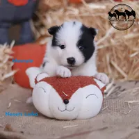Moonpie Nenets Laika purebred AKC TX, a male Yakutian Laika for sale in Rockwall, TX – 3 of 3