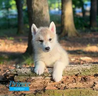 Prince Siberian Husky AKC Texas, a male Siberian Husky for sale in Rockwall, TX – Photo 1 of 7