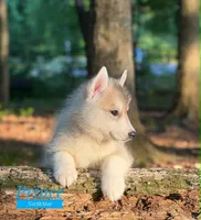 Prince Siberian Husky AKC Texas, a male Siberian Husky for sale in Rockwall, TX – Photo 2 of 7