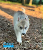 Prince Siberian Husky AKC Texas, a male Siberian Husky for sale in Rockwall, TX – Photo 5 of 7