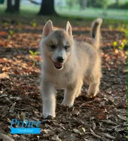 Prince Siberian Husky AKC Texas, a male Siberian Husky for sale in Rockwall, TX – Photo 4 of 7
