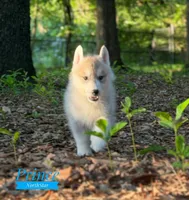 Prince Siberian Husky AKC Texas, a male Siberian Husky for sale in Rockwall, TX – Photo 6 of 7