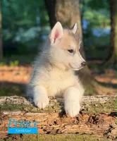 Prince Siberian Husky AKC Texas, a male Siberian Husky for sale in Rockwall, TX – Photo 3 of 7