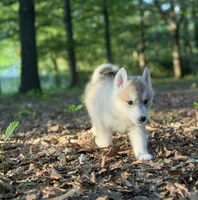 Prince Siberian Husky AKC Texas, a male Siberian Husky for sale in Rockwall, TX – Photo 7 of 7