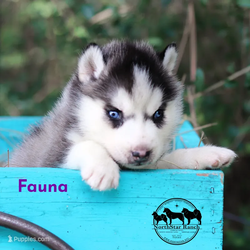 Fauna AKC TX can transport – Siberian Husky puppy for sale in Rockwall, TX