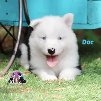 Doc  Texas, a male Yakutian Laika for sale in Rockwall, TX – Photo 3 of 3