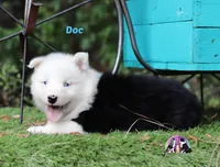 Doc  Texas, a male Yakutian Laika for sale in Rockwall, TX – Photo 2 of 3