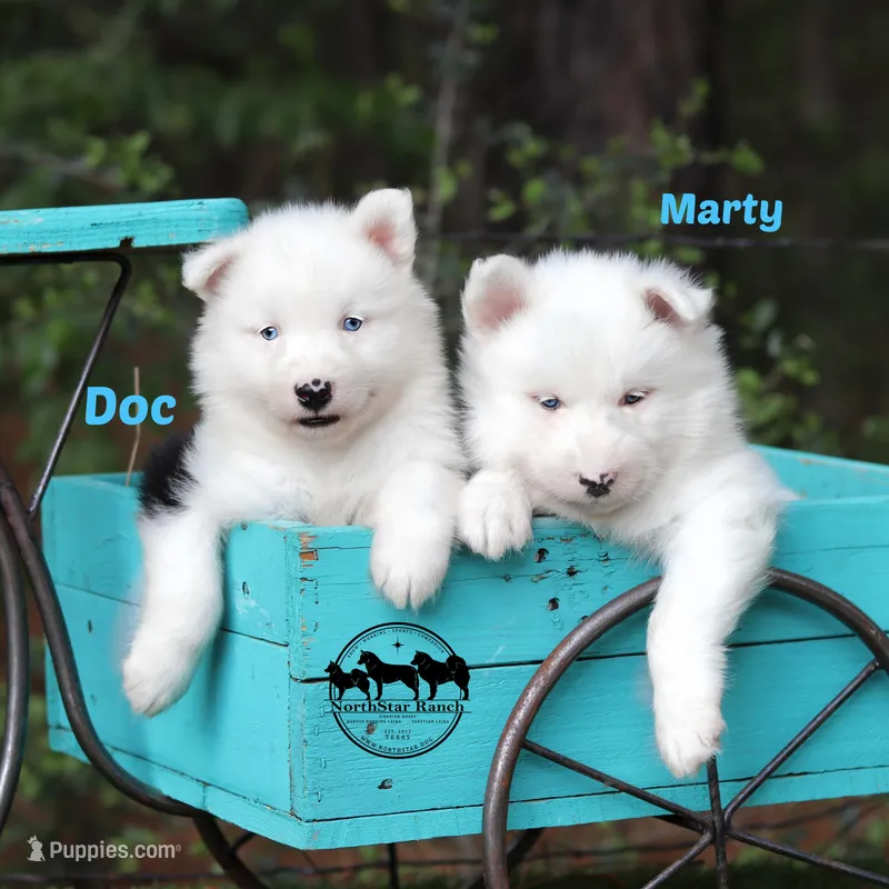 Doc  Texas – Yakutian Laika puppy for sale in Rockwall, TX