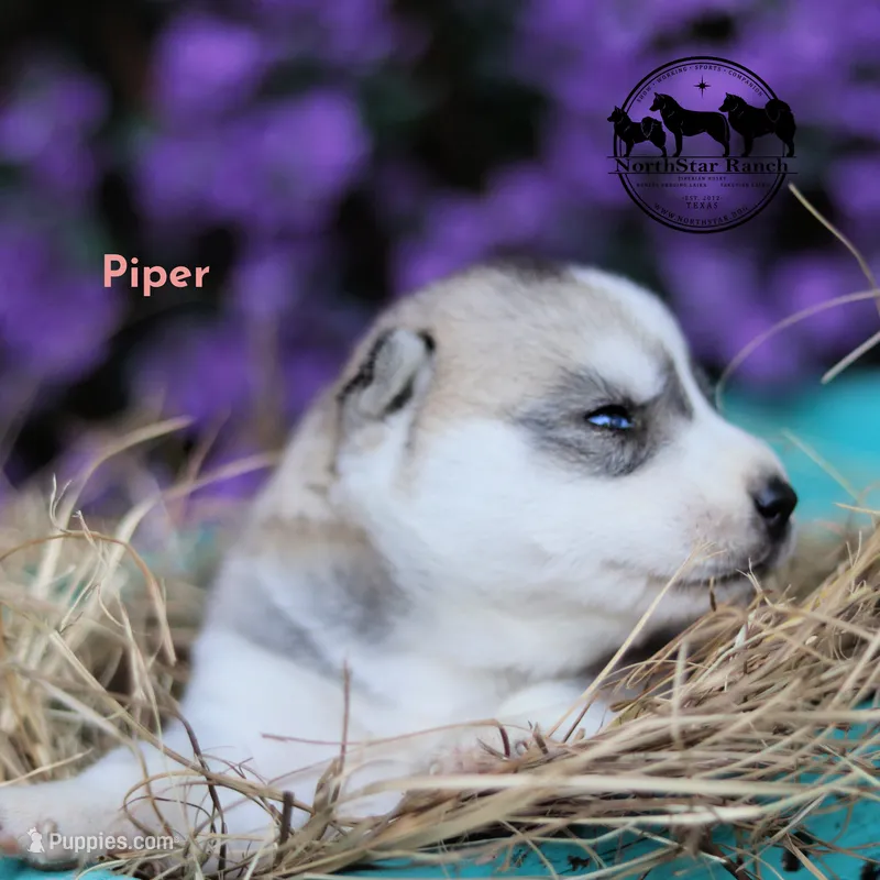 Piper AKC TX  – Siberian Husky puppy for sale in Rockwall, TX