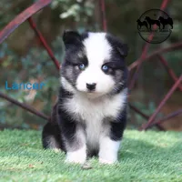 Lancer very nice male AKC , a male Yakutian Laika for sale in Rockwall, TX – 2 of 4