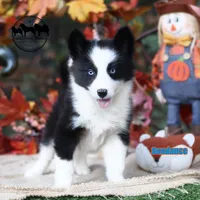 Sundance AKC TX delivery avail, a male Yakutian Laika for sale in Rockwall, TX – 2 of 6