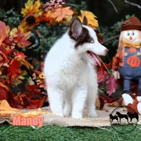 Mandy Yakutian Laika , a female Yakutian Laika for sale in Rockwall, TX – 6 of 8