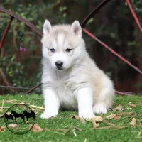 Icy Sweet Beautiful girl in TEXAS, a female Siberian Husky for sale in Rockwall, TX – 1 of 5