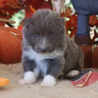 Bourbon Nenets Laika male , a female Yakutian Laika for sale in Rockwall, TX – 2 of 4