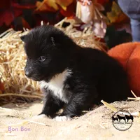 Bon Bon Nenets Laika small arctic herding spitz, a female Yakutian Laika for sale in Rockwall, TX – 2 of 3