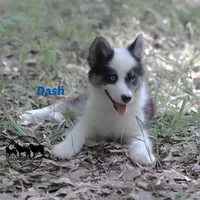 Dash AKC Texas , a male Yakutian Laika for sale in Rockwall, TX – 6 of 6