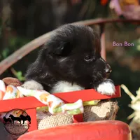 Bon Bon Nenets Laika small arctic herding spitz, a female Yakutian Laika for sale in Rockwall, TX – 3 of 3