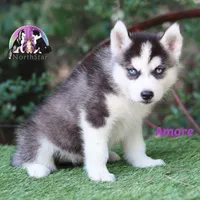Amore AKC Texas Transport available, a female Siberian Husky for sale in Rockwall, TX – 3 of 3