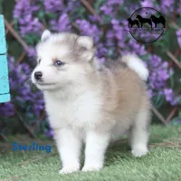 Sterling Nenets Laika (smaller laika), a male Yakutian Laika for sale in Rockwall, TX – 2 of 3