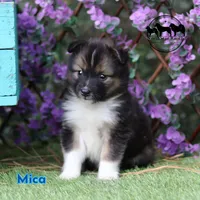 Mica - Nenets Laika Rare Arctic herding dog, a male Yakutian Laika for sale in Rockwall, TX – 5 of 6