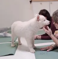 Kameron TEXAS AKC, a male Siberian Husky and Yakutian Laika for sale in Rockwall, TX – Photo 4 of 10