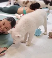 Kameron TEXAS AKC, a male Siberian Husky and Yakutian Laika for sale in Rockwall, TX – Photo 10 of 10