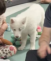 Kameron TEXAS AKC, a male Siberian Husky and Yakutian Laika for sale in Rockwall, TX – Photo 9 of 10