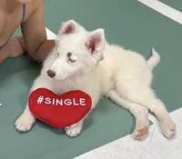 Kameron TEXAS AKC, a male Siberian Husky and Yakutian Laika for sale in Rockwall, TX – Photo 1 of 10