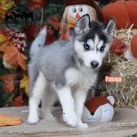 Fauna AKC TX can transport, a female Siberian Husky for sale in Rockwall, TX – 2 of 7
