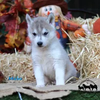 Mako AKC Texas , a female Siberian Husky for sale in Rockwall, TX – 4 of 4