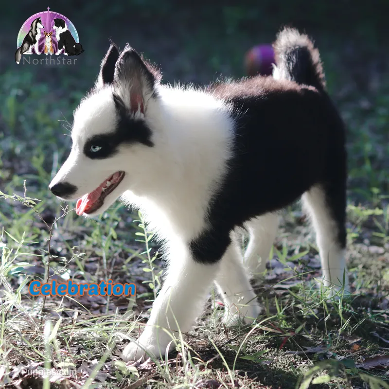 Celebration AKC TX  – Yakutian Laika puppy for sale in Rockwall, TX