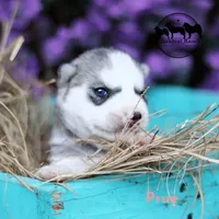 Prue AKC Delivery available, a female Siberian Husky for sale in Rockwall, TX – 1 of 2