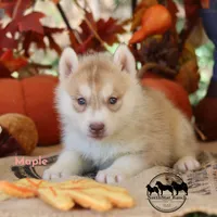 Maple AKC TX , a male Siberian Husky for sale in Rockwall, TX – 4 of 4