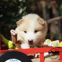 Churro Nenets Laika (reindeer herding spitz) smaller, a male Yakutian Laika for sale in Rockwall, TX – 5 of 5