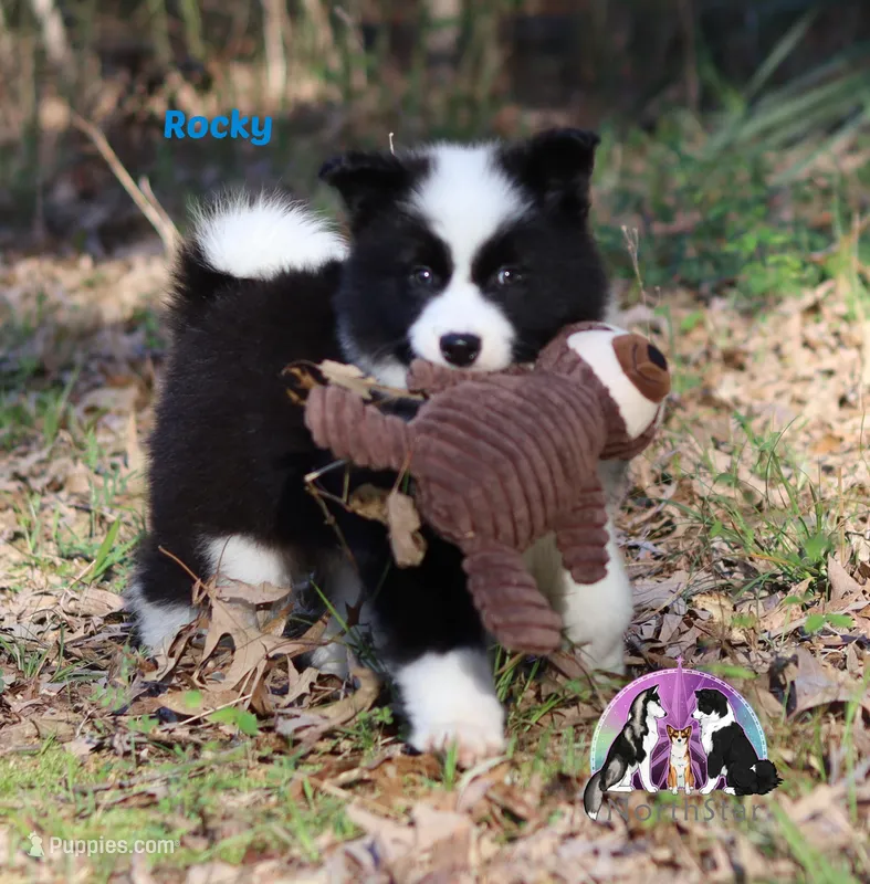 Rocky AKC TX – Yakutian Laika puppy for sale in Rockwall, TX
