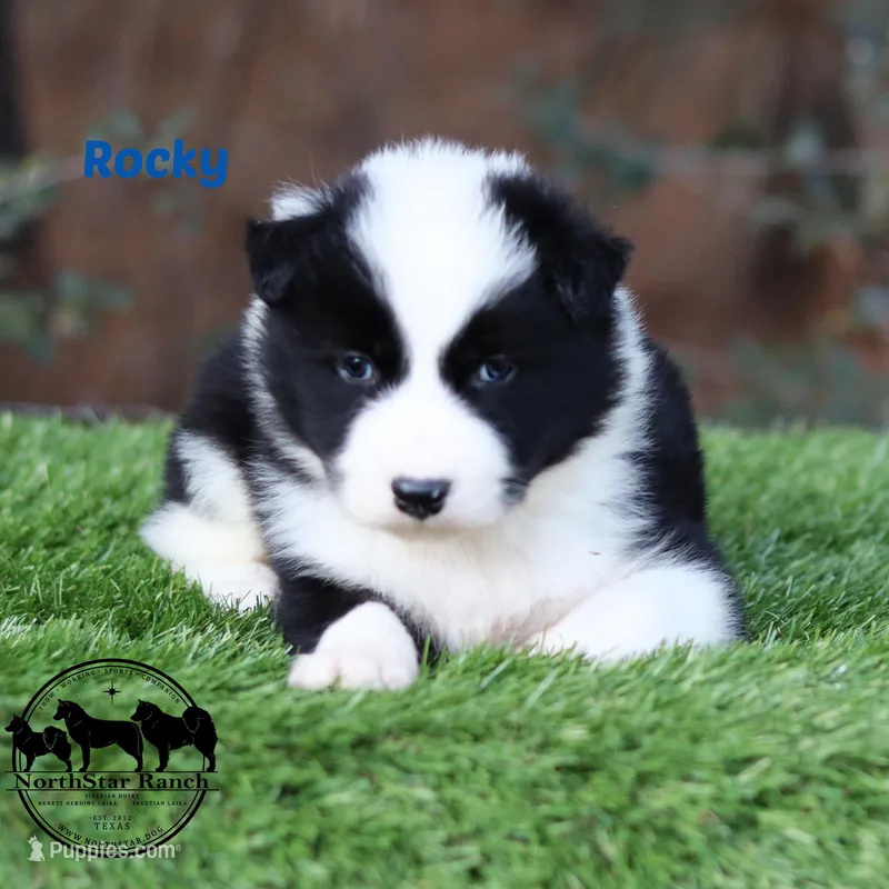 Rocky AKC TX