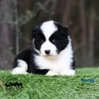 Rocky AKC TX, a male Yakutian Laika for sale in Rockwall, TX – Photo 2 of 2