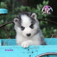 Acadia AKC Imported sire TX, a female Siberian Husky for sale in Rockwall, TX – Photo 2 of 3