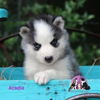 Acadia AKC Imported sire TX, a female Siberian Husky for sale in Rockwall, TX – Photo 1 of 3