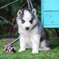 Acadia AKC Imported sire TX, a female Siberian Husky for sale in Rockwall, TX – Photo 3 of 3