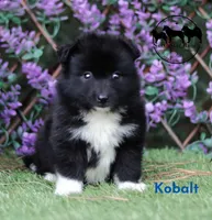 Kobalt - Nenets Laika, a male Yakutian Laika for sale in Rockwall, TX – 3 of 8