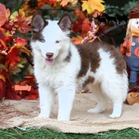 Mandy Yakutian Laika , a female Yakutian Laika for sale in Rockwall, TX – 3 of 8