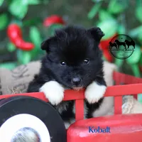 Kobalt - Nenets Laika, a male Yakutian Laika for sale in Rockwall, TX – 8 of 8