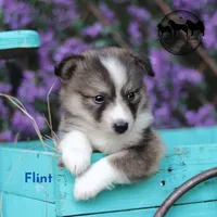 Flint - Nenets Laika - smaller breed , a male Yakutian Laika for sale in Rockwall, TX – 4 of 4